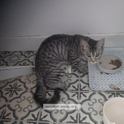 Photo 1/1 Titine Chat lost in Obernai