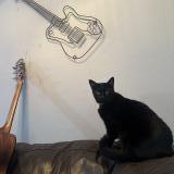 Picture of cat lost at Austin