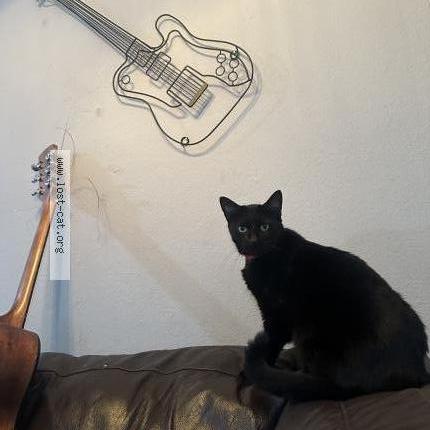 Photo 1/1 Margot Chat lost in Austin