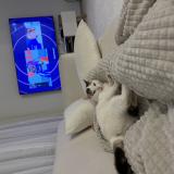 Picture of cat lost at Feugarolles