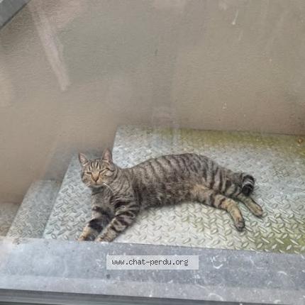 Photo 1/1 Gugus Chat lost in Schaerbeek