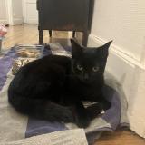 Picture of cat found at Rennes