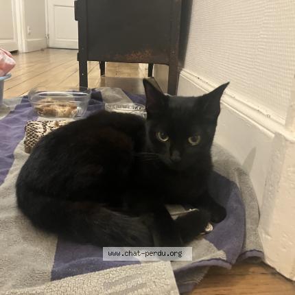 Photo 1/1 Found cat Found in Rennes