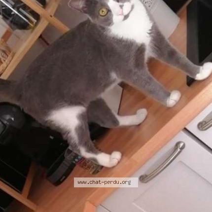 Photo 1/1 Guizmo Chat lost in Montelimar