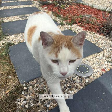 Photo 1/1 Titi Chat lost in Prey