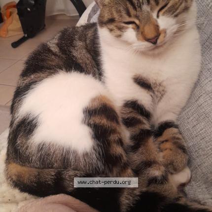 Photo 1/1 Chouquette Chat lost in Saint pryve saint mesmin