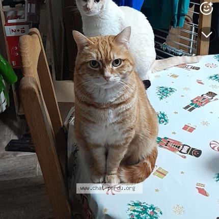 Photo 1/1 Olaf Chat lost in Saint amand les eaux