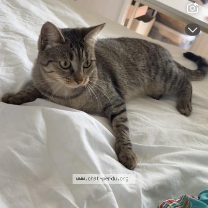 Photo 1/1 PtitBoucan Chat lost in La queue en brie