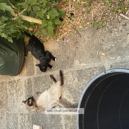 Photo 1/1 Found cat Found in Chavanay