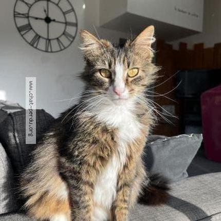 Photo 1/1 Mushu Chat lost in Saint gaudens