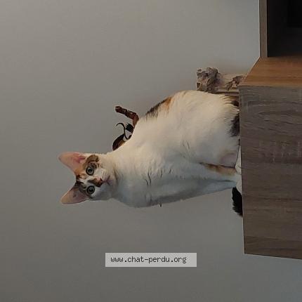 Photo 1/1 Tina Chat lost in Becon les granits