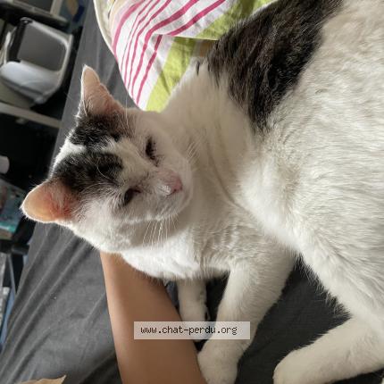 Photo 1/1 Mollet Chat lost in Saint malo