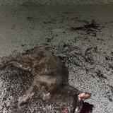 Picture of cat found at Thouars