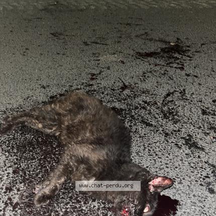 Photo 1/1 Found cat Found in Thouars