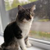 Picture of cat lost at Longueuil