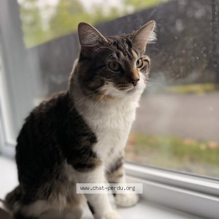 Photo 1/1 Arminet Chat lost in Longueuil
