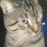 Picture of cat found at Paris