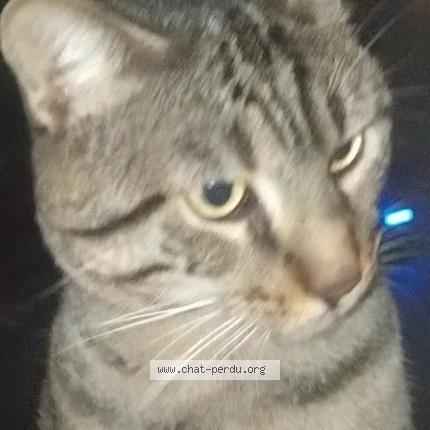 Photo 1/2 Found cat Found in Paris