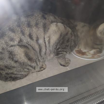 Photo 2/2 Found cat Found in Paris