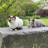 Picture of cat lost at Portland