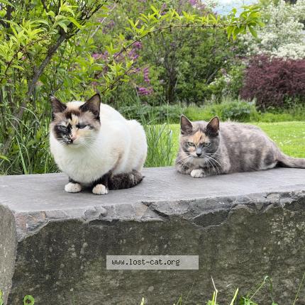Photo 1/1 Blossom Chat lost in Portland