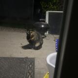 Picture of cat found at Denver