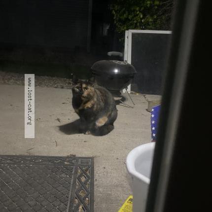 Photo 1/1 Found cat Found in Denver