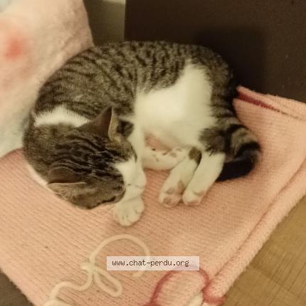 Photo 1/1 Kiwi Chat lost in Chateauneuf sur charente