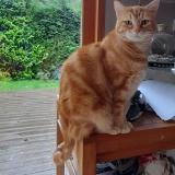 Picture of cat lost at Saint Nizier Du Moucherotte