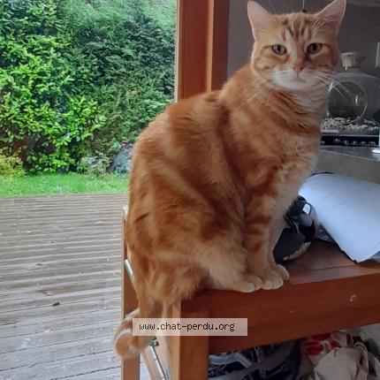 Photo 1/1 Leon Chat lost in Saint nizier du moucherotte