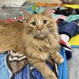 Picture of cat lost at Rushmore