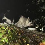 Picture of cat found at Creteil