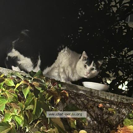 Photo 1/1 Found cat Found in Creteil