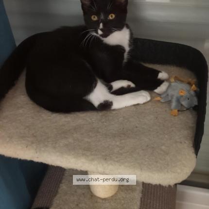 Photo 1/1 Lumi Chat lost in Plechatel