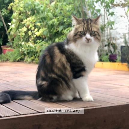 Photo 1/1 Loukoum Chat lost in Lille