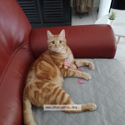 Photo 1/1 Pamplemousse Chat lost in La vile aux dames