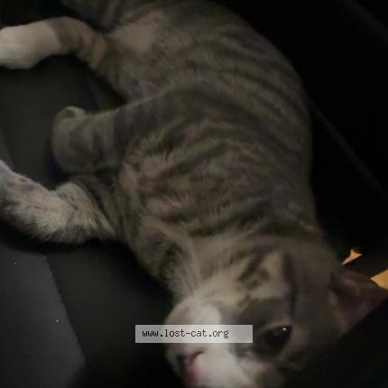 Photo 1/1 Yuki Chat lost in Boston