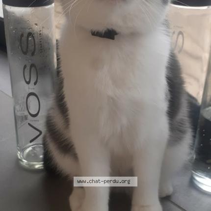 Photo 1/1 Voss Chat lost in Verfeil