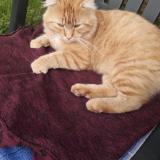 Picture of cat lost at Villers Semeuse