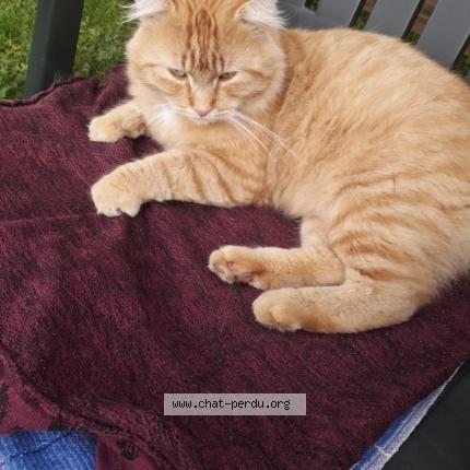 Photo 1/1 CITROUILLE Chat lost in Villers semeuse