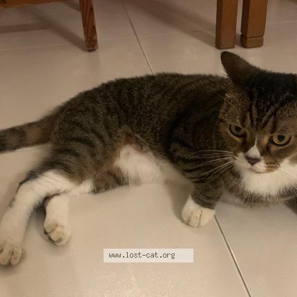 Photo 1/1 Reunited cat Lost in Singapore