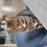 Picture of cat found at Villedieu Les Poeles Rouffigny