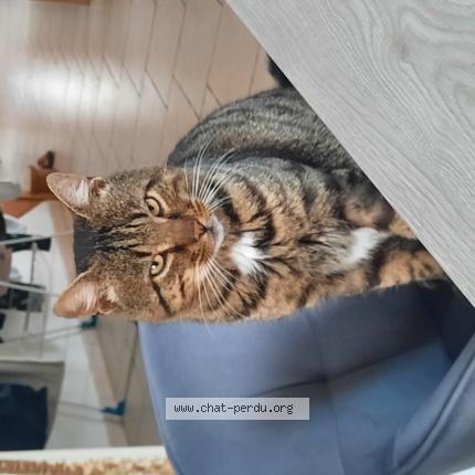 Photo 1/1 Found cat Found in Villedieu les poeles rouffigny