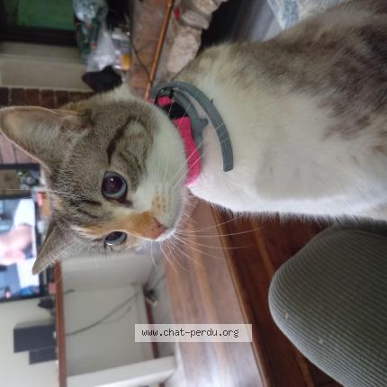 Photo 1/1 Jazzy Chat lost in Gemozac