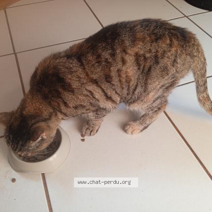 Photo 1/1 Found cat Found in Marseille