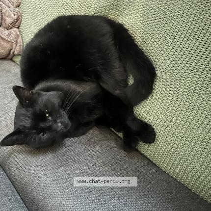 Photo 1/1 PEDRO Chat lost in Buchy