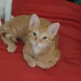 Picture of cat lost at Vlezenbeek