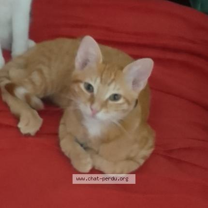 Photo 1/1 Minou Chat lost in Vlezenbeek