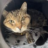 Picture of cat found at Pointe Aux Trembles