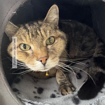 Photo 1/1 Found cat Found in Pointe aux trembles